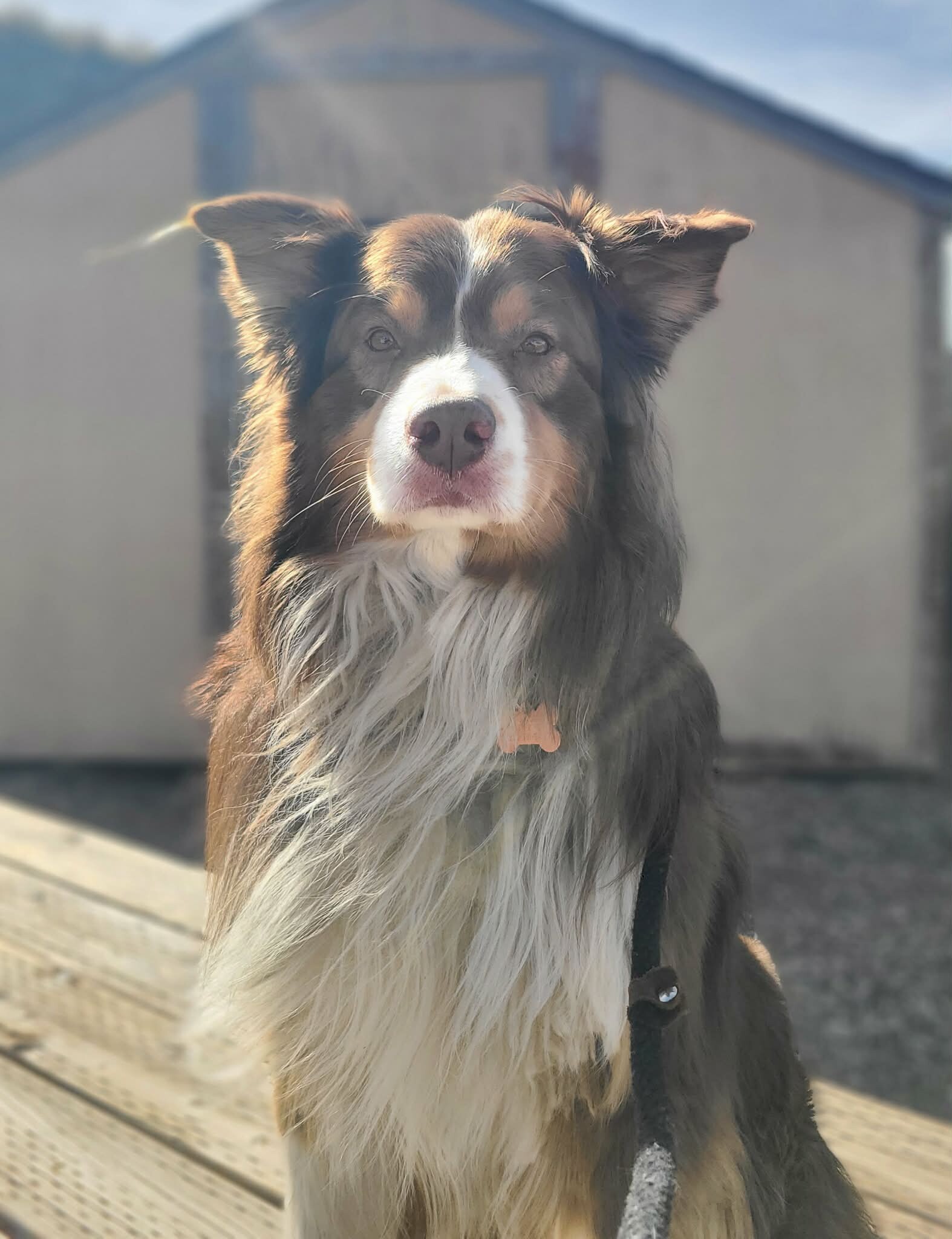 Picture of the Animal Listed